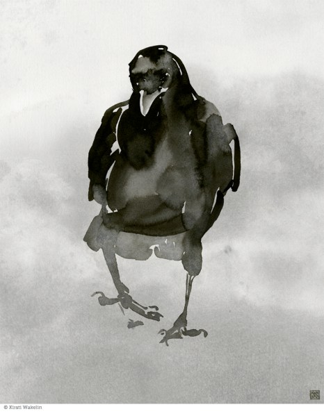 drawing_birds_commoncrow1_800pxVert