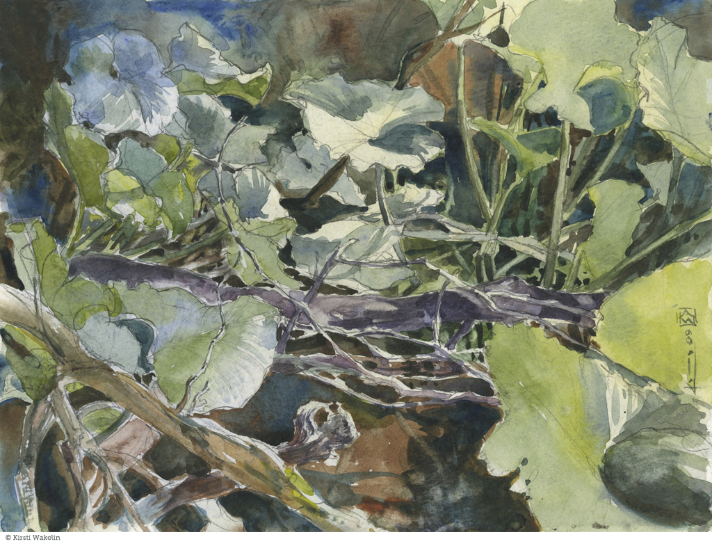 Sketch_landscape_Bowen_KillarneyLilies_1024