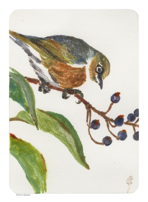 Sketch_Monotype_silvereye_1024