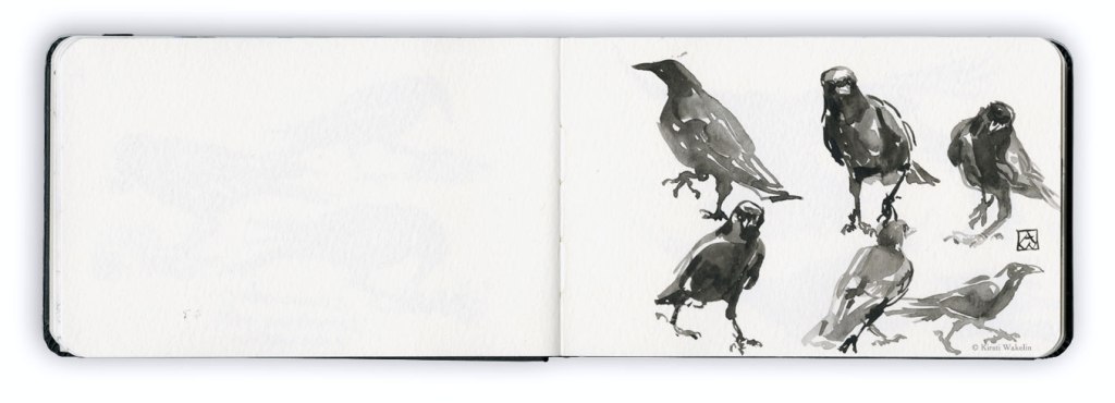 Sketch_WCcrow_1920_2